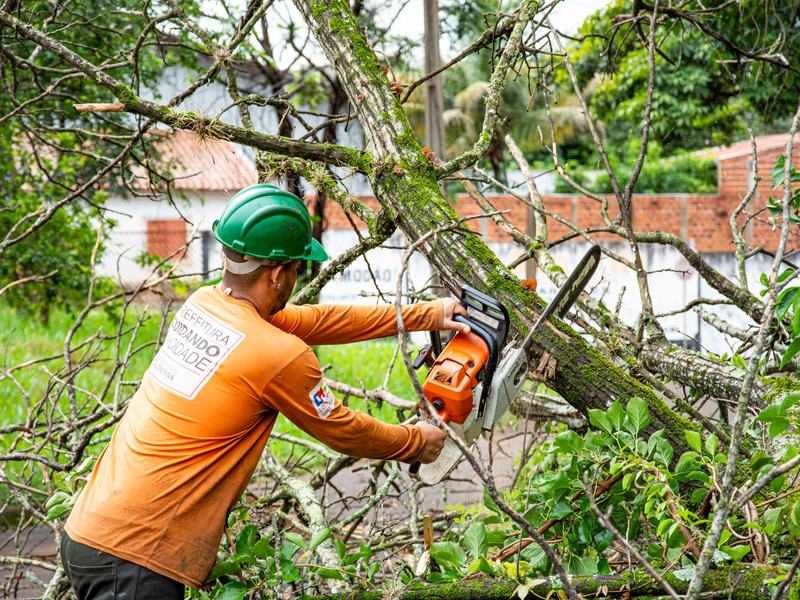 Tree removal crew working near Peoria