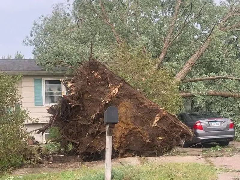 Tree removal job near Chillicothe, IL