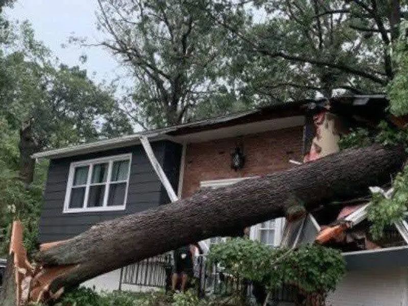 Tree removal job near Creve Coeur, IL