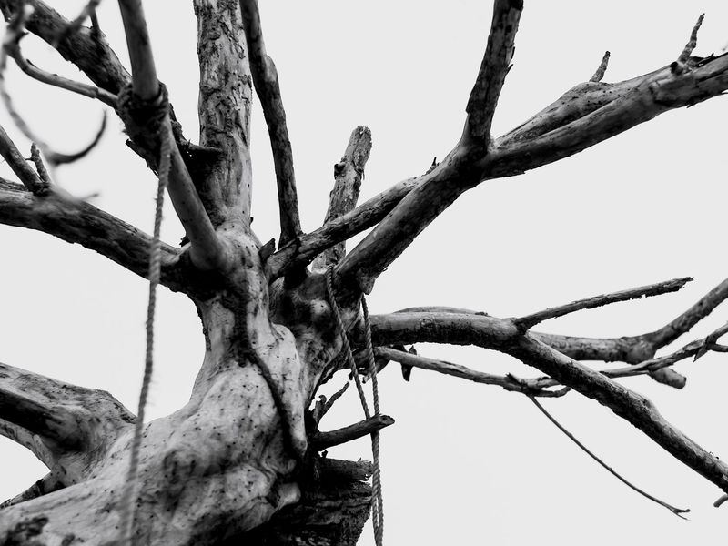 Tree removal job in the Downtown Peoria neighborhood of Peoria