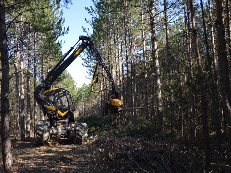 Tree removal job near Eureka, IL