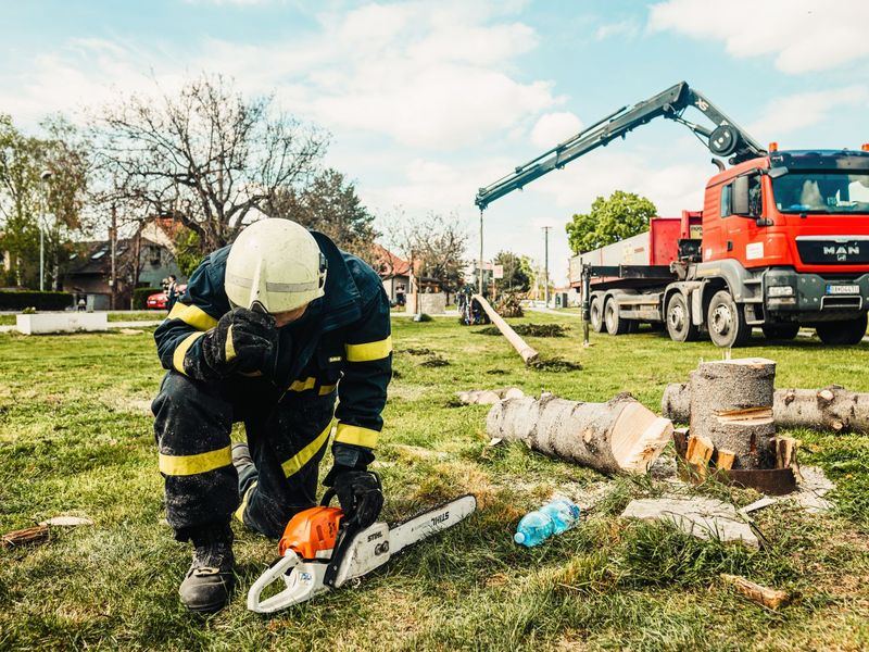 Tree removal job in the Moss-Bradley neighborhood of Peoria