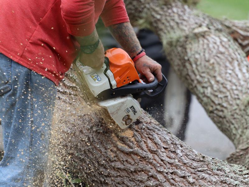 Tree removal job in the West Bluff neighborhood of Peoria